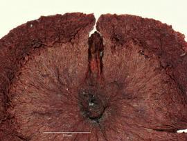  Seed:   Lachnathes caroliniana ; Photo by A. Gottlieb, USDA APHIS PPQ ITP, imageID.idtools.org